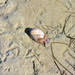 Bulla gouldiana