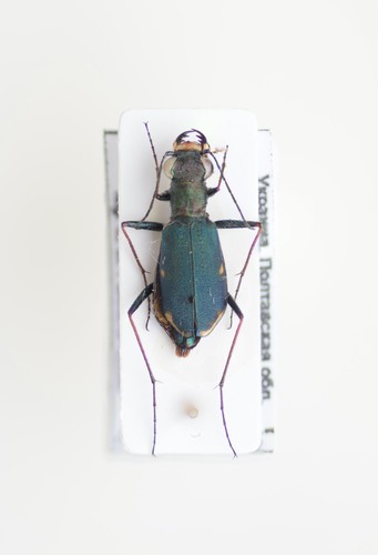 Photo of Cliff Tiger Beetle (Cylindera germanica)