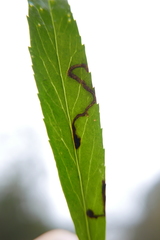 Phytomyza hellebori