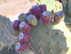 Opuntia feroacantha