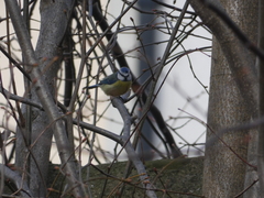 Cyanistes caeruleus