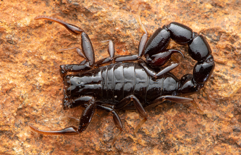Buthoscorpio