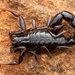 Buthoscorpio - Photo (c) avrajjal, some rights reserved (CC BY-NC), uploaded by avrajjal