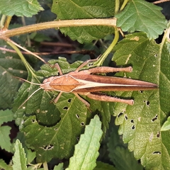 Xyleus discoideus discoideus