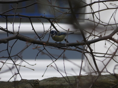 Cyanistes caeruleus