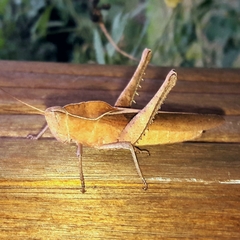 Xyleus discoideus discoideus