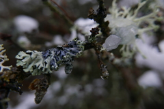 Lichenoconium erodens