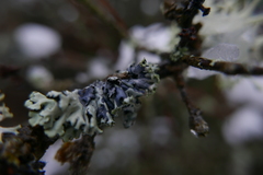 Lichenoconium erodens