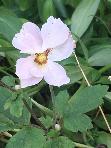 Eriocapitella hupehensis