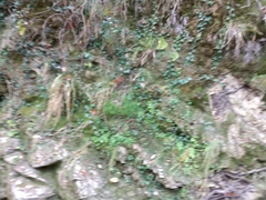 Adiantum capillus-veneris