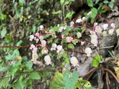 Begonia serotina