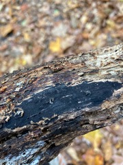 Anteaglonium globosum