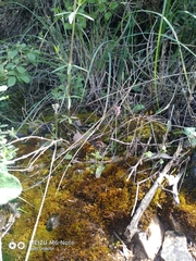Neotinea maculata
