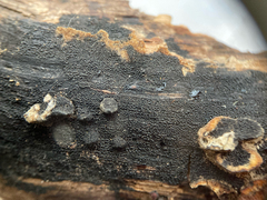 Anteaglonium globosum