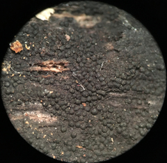 Anteaglonium globosum