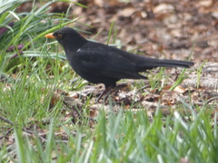 Turdus merula