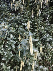 Angiospermae