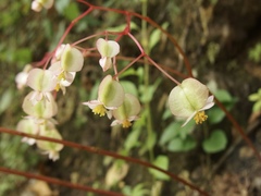 Begonia serotina