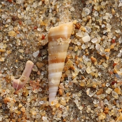 Turritellinae