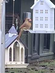 Cardinalis cardinalis