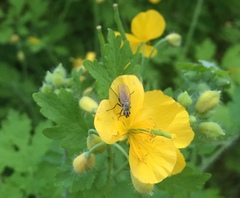 Chelidonium asiaticum