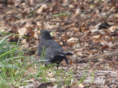 Turdus merula