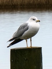 Larus delawarensis