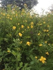 Chelidonium asiaticum