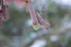 Phyllocoptruta coryli