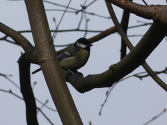 Parus major