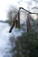 Phyllocoptruta coryli