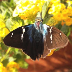 Astraptes fulgerator fulgerator