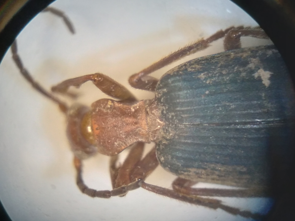 Square-winged Bombardier Beetle