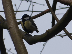 Parus major