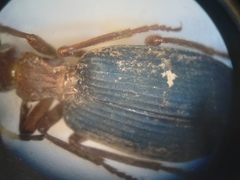 Brachinus quadripennis