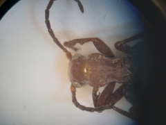 Brachinus quadripennis