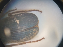 Brachinus quadripennis