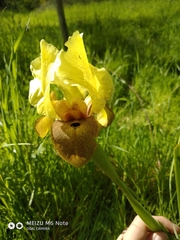 Iris atropurpurea