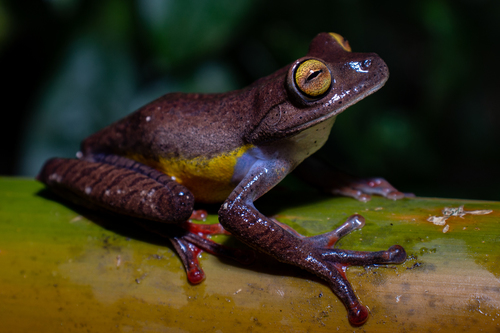 Carvalho's Treefrog, Bokermannohyla carvalhoi