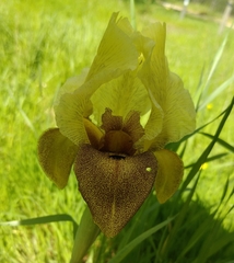 Iris atropurpurea