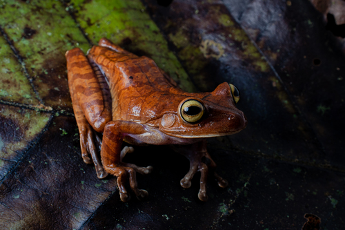 Atlantic Forest Treefrog, Bokermannohyla hylax