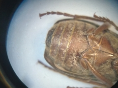 Brachinus quadripennis