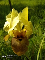 Iris atropurpurea