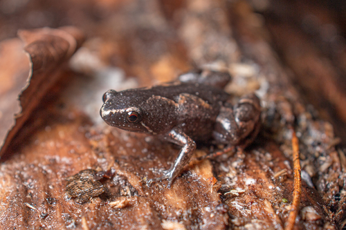 Passarelli's Frog, Arcovomer passarellii