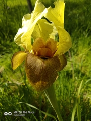 Iris atropurpurea