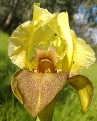 Iris atropurpurea
