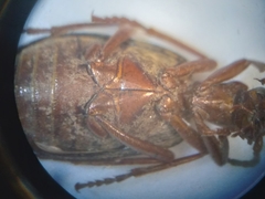 Brachinus quadripennis