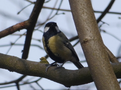 Parus major