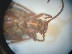 Brachinus quadripennis