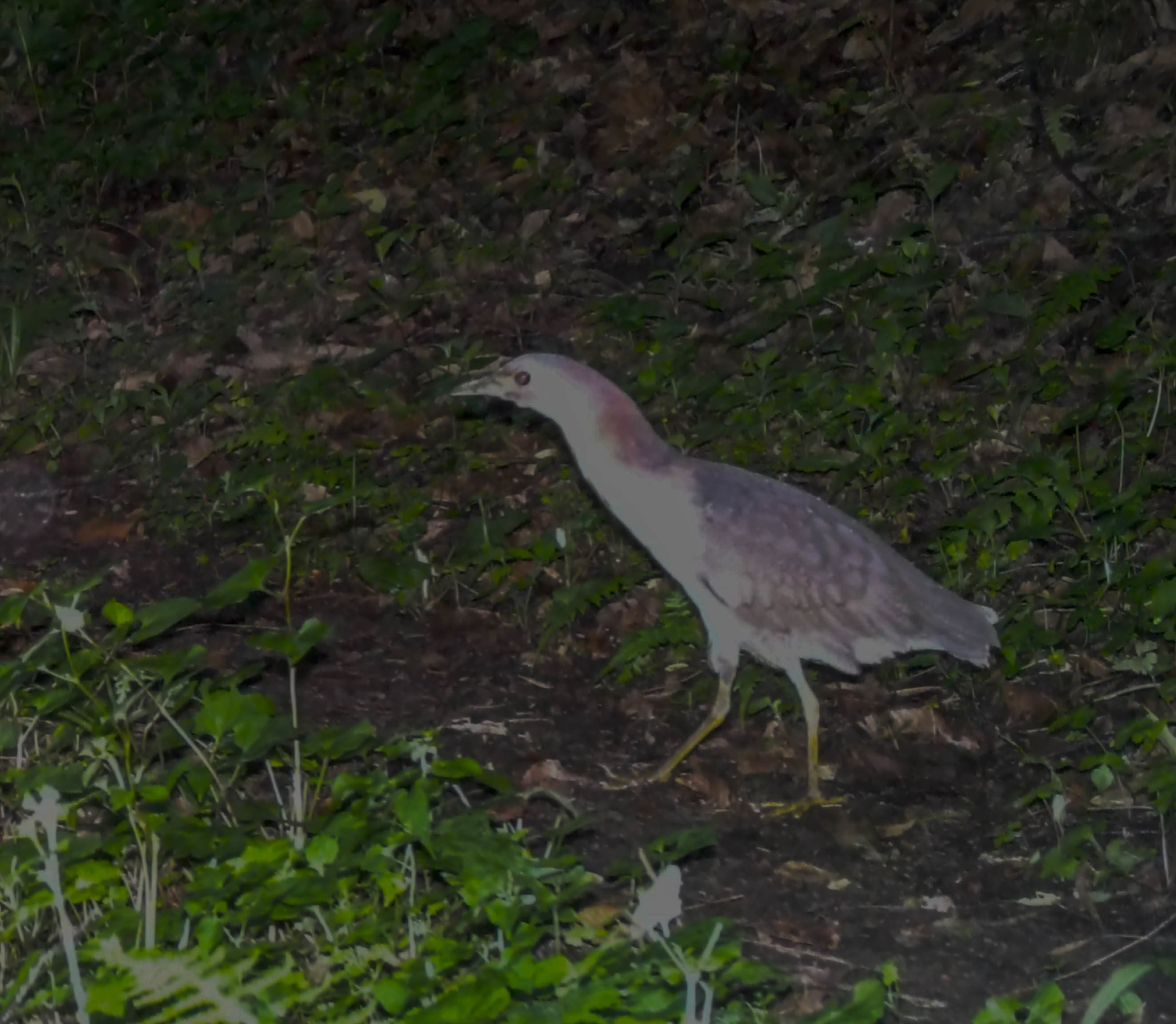 Japanese Night Heron